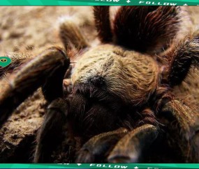 YABO- 世界足球莱万多夫斯基 