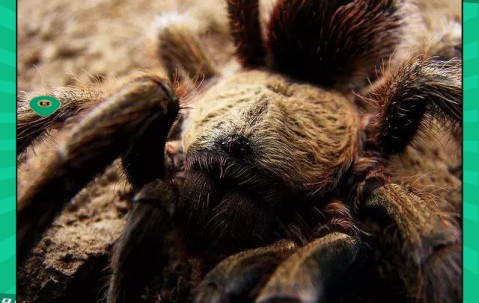 YABO- 世界足球莱万多夫斯基 